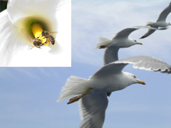 birdsbees20small20copy.jpg