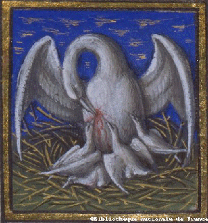 pelican.gif